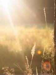 Grave Robbing: Openi