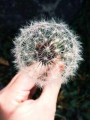 Becoming a solitary 