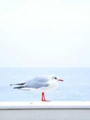 lt;Mr. Bao, Mrs. Bao lt;Mr. Bao, Mrs. Bao