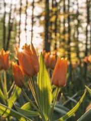 The Beloved Physicia