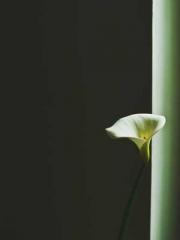 Grandpa Fuapos;s Ful