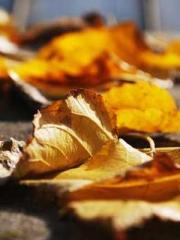 Lin Feng Lin Yun Yao